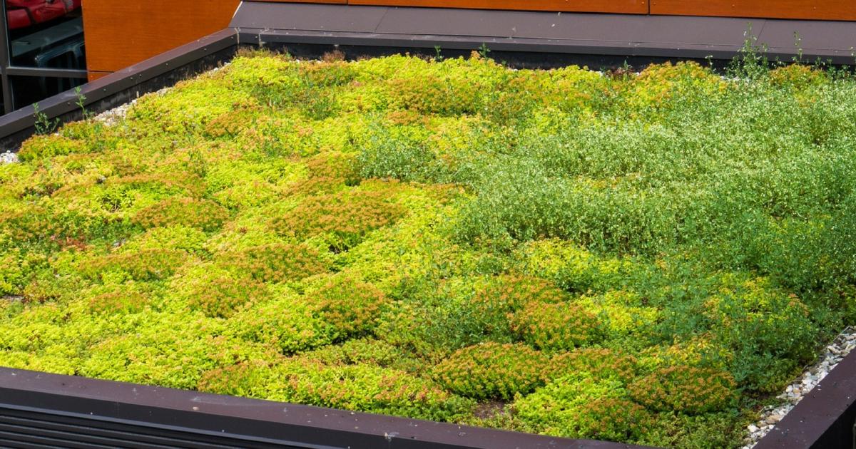 Subsidie Voor Groene Daken In Nijkerk Nijkerk