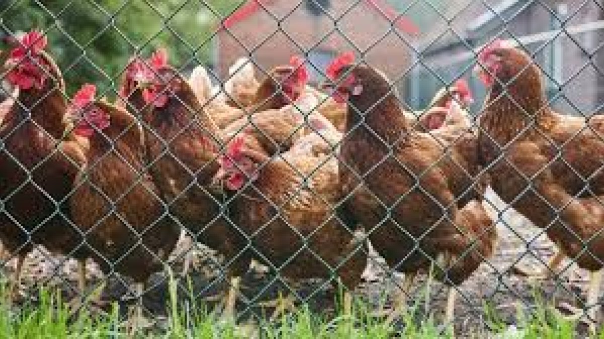 Vogelgriep in Terschuur